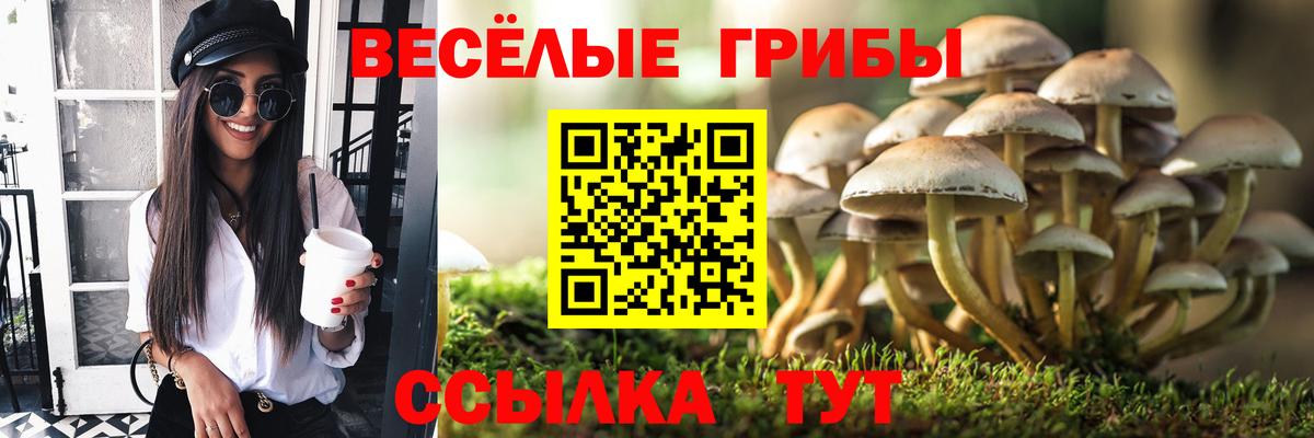 Псилоцибиновые грибы Cubensis Избербаш